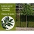 Lei-Laurier 'Caucasica' - Classic - pakket 5 stuks + EXTRA'S!