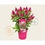 Buddleja Butterfly Candy 'Little Ruby'