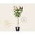 Hydrangea paniculata 'Pinky Winky' - op stam