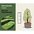 Taxus baccata - in pot