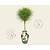 Pinus nigra 'Summer Breeze' - op stam
