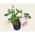 Ficus carica 'Little Miss Figgy'