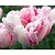Tulipa 'Finola'