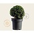 Ilex crenata 'Stokes'- bolvorm
