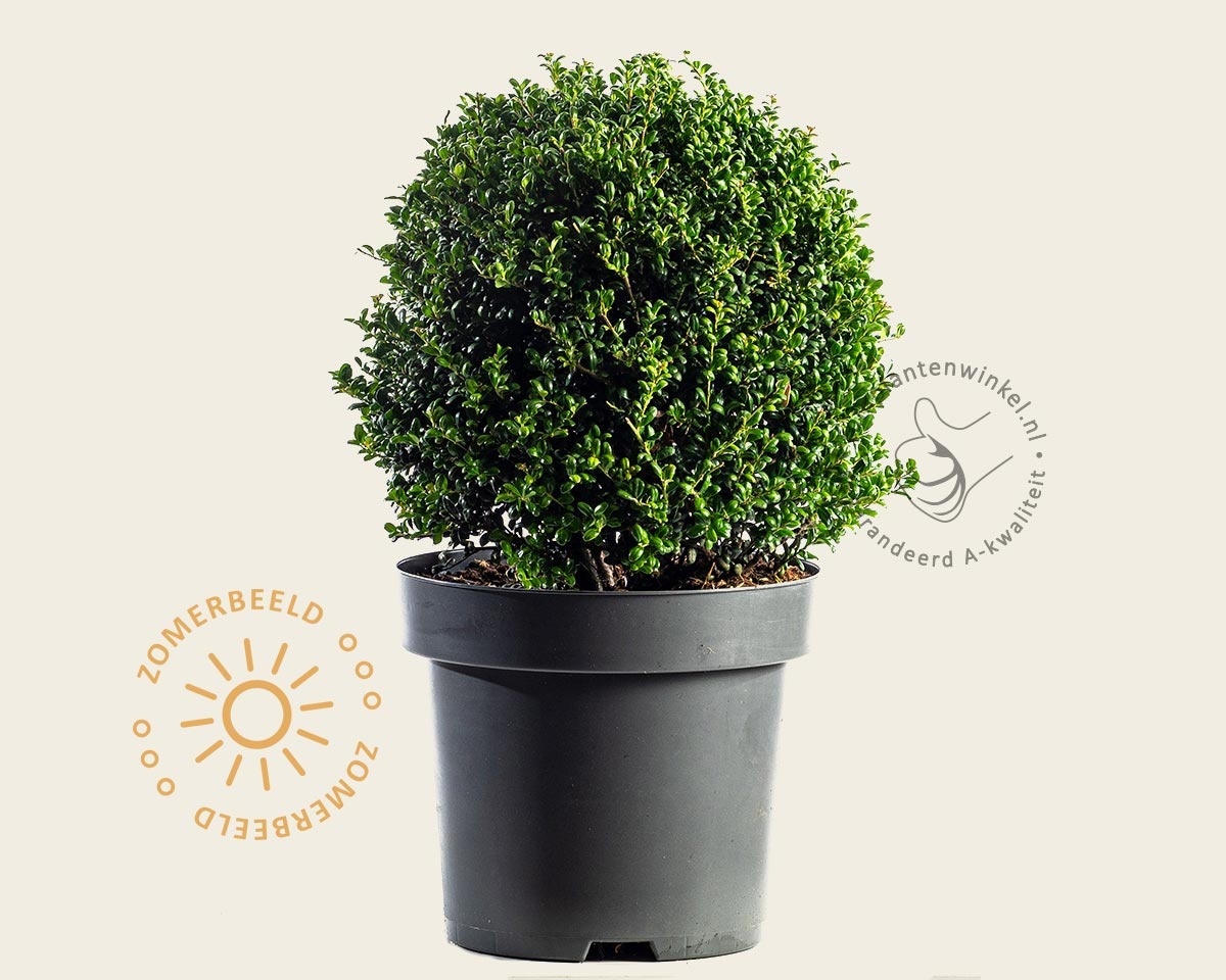 Ilex crenata 'Convexa' - bolvorm