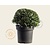 Osmanthus heterophyllus 'Goshiki' - bolvorm