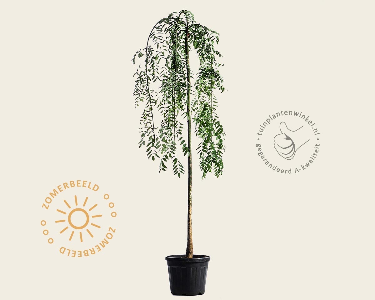 Sophora Japonica 'Pendula'