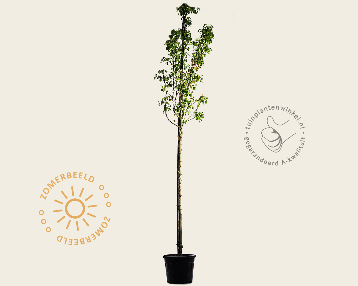 Pyrus communis 'Conference' - oude hoogstam