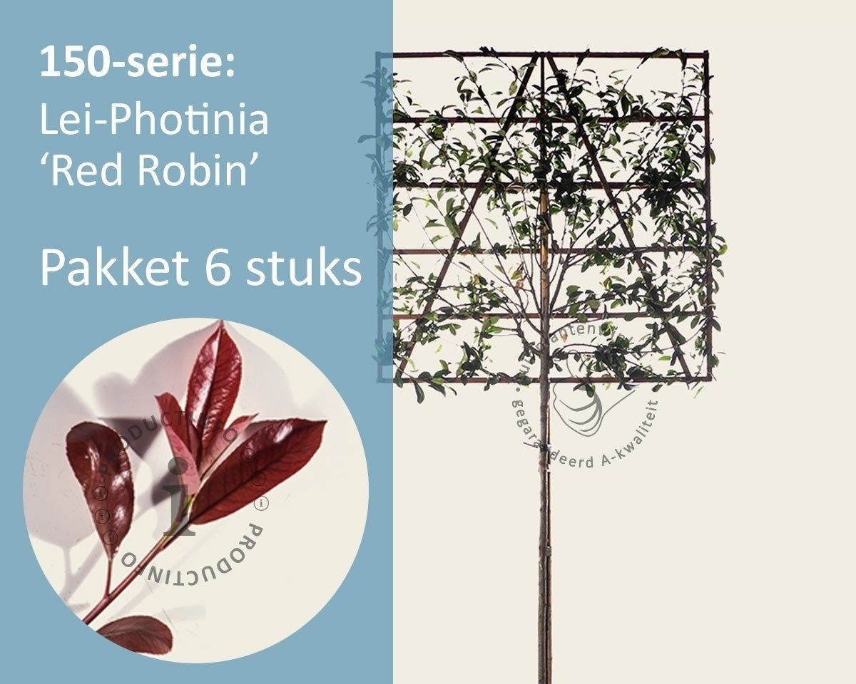 Lei-Photinia - 150 - pakket 6 stuks + EXTRAS!
