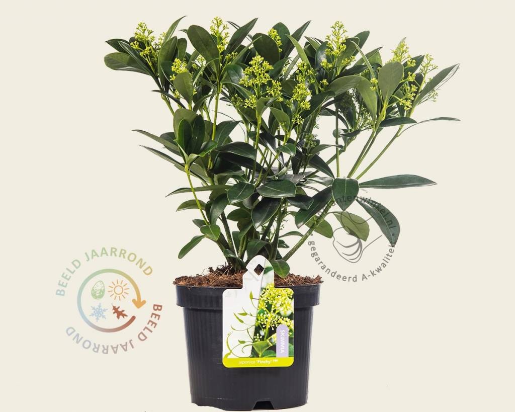 Skimmia japonica 'Finchy'
