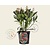 Skimmia japonica 'Rubella'