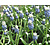 Muscari 'Mountain Lady'