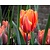 Tulipa 'Hermitage'