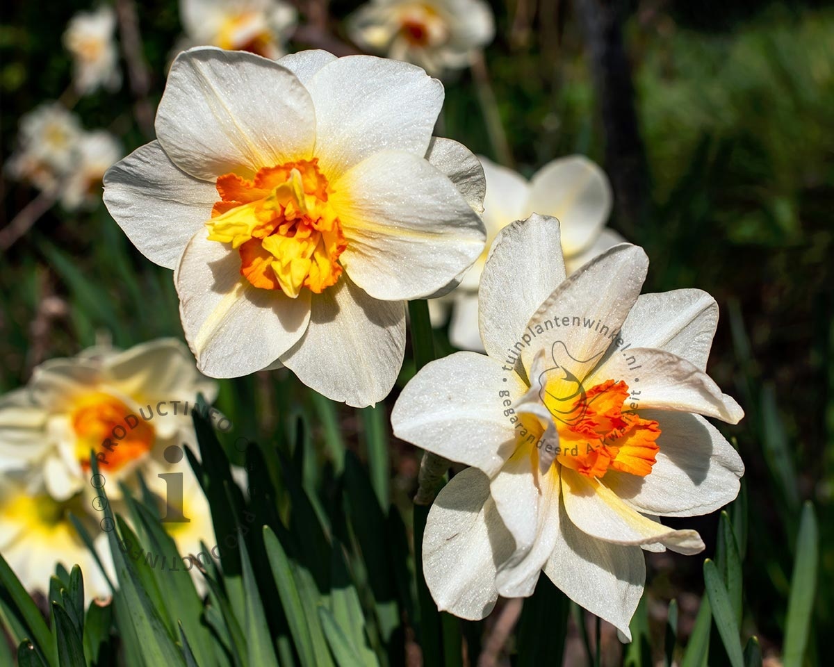 Narcissus 'Replete'