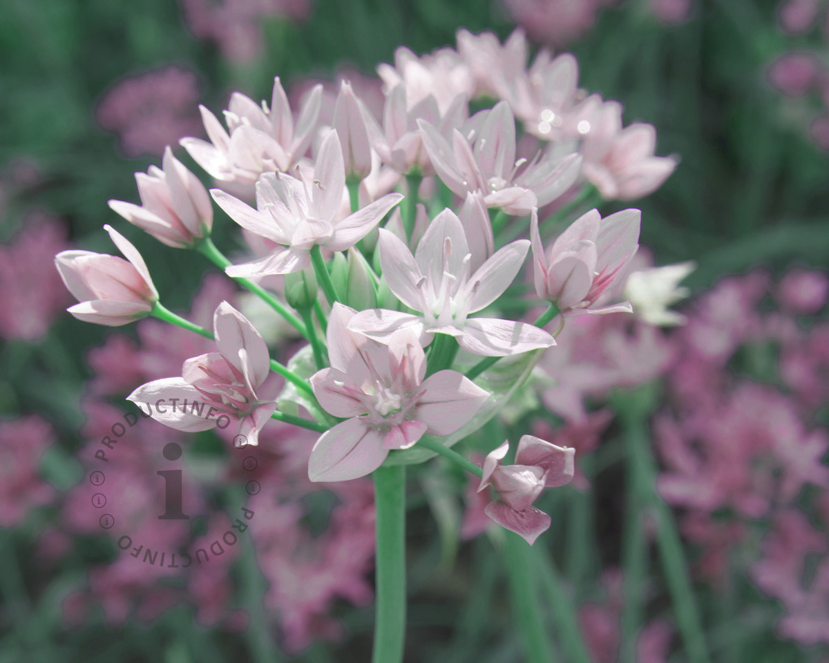 Allium roseum