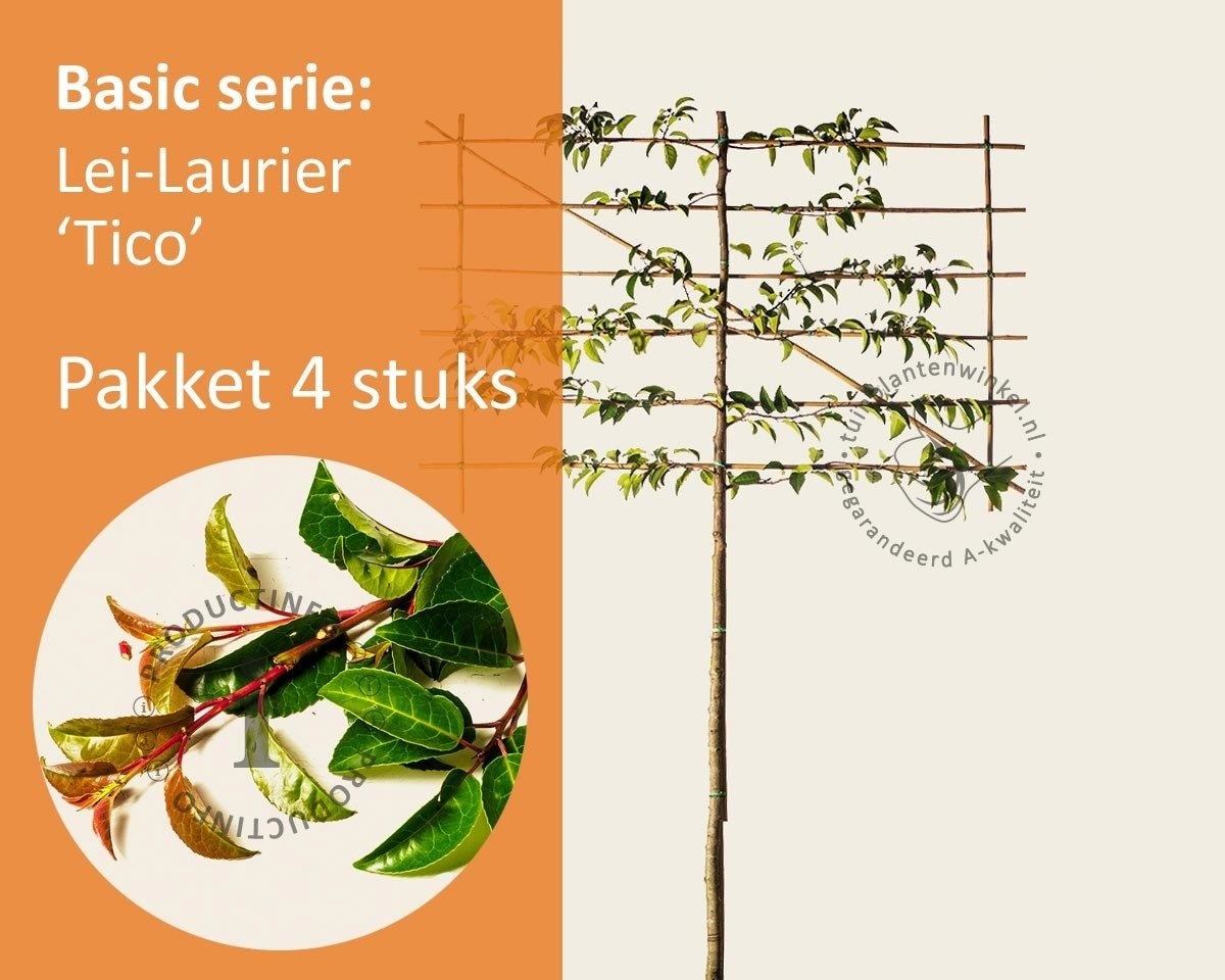 Lei-Laurier lusitanica 'Tico' - Pakket 4 stuks + EXTRA'S
