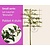Lei-Laurier lusitanica 'Brenelia' - Small - pakket 4 stuks + EXTRA'S!