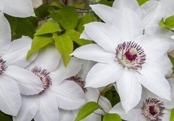 Klimplanten combineren geeft altijd kleur en groen