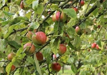 Wanneer moet je een Appelboom snoeien?