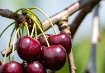 De beste snoeitips voor een gezonde kersenboom