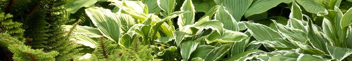 Schaduwplanten