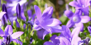 Campanula