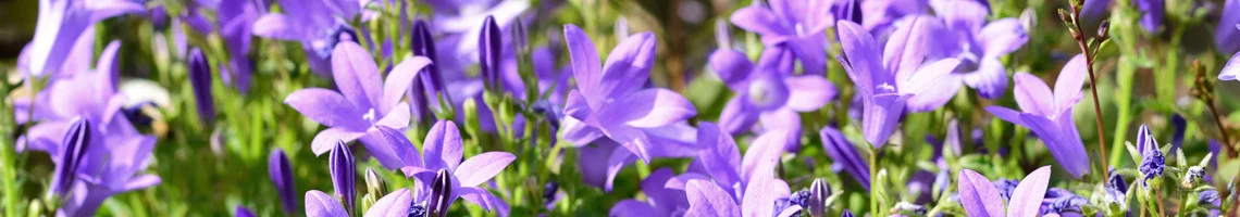 Campanula