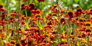 Bloeiende vaste planten