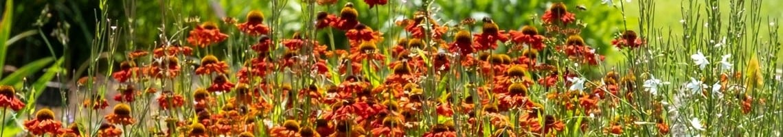 Bloeiende vaste planten