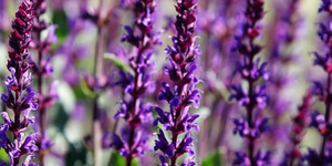 Salvia