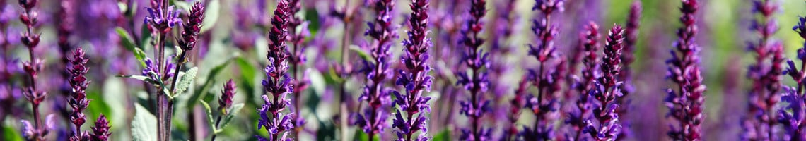 Salvia
