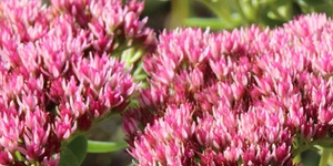 Sedum 