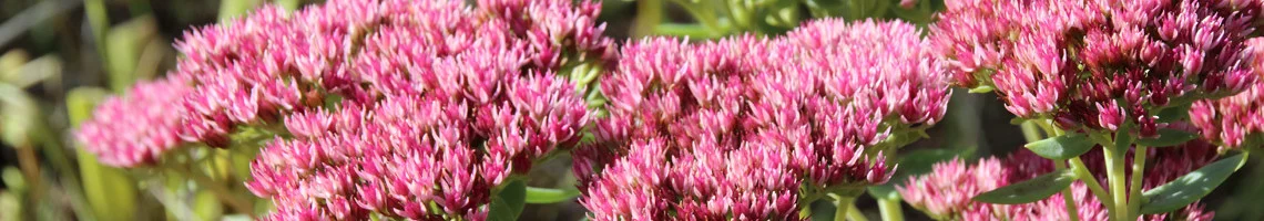 Sedum 