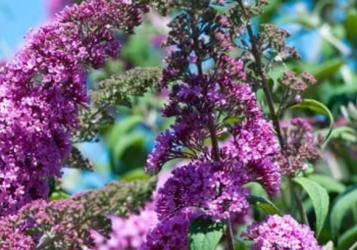 Onze tips om een Vlinderstruik te snoeien