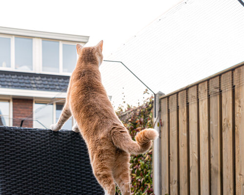Hoe zorg ik ervoor dat mijn kat in de tuin blijft? | Veilig & Simpel