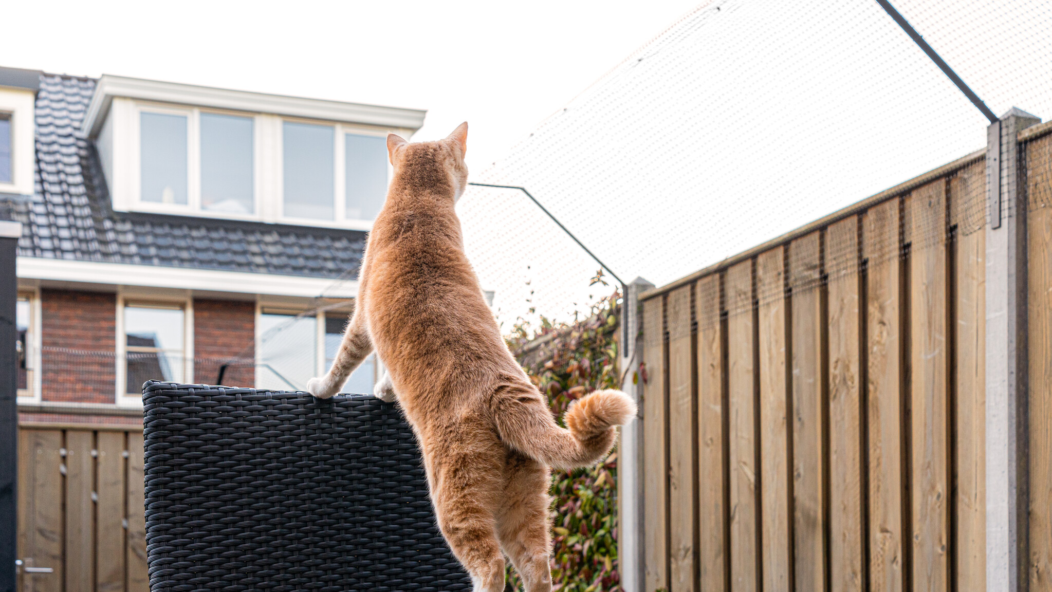 Hoe zorg ik ervoor dat mijn kat in de tuin blijft? | Veilig & Simpel