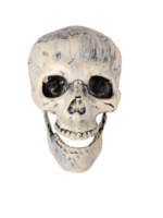 Party Planet Schedel