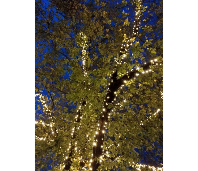 160m LED-Streifen Warmweiß mit 1600 LEDs, IP65 wasserdicht – professionelle Baumbeleuchtung für Garten, Fassade und Events