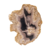 Versteinerter Holz-Design LED-Tischleuchte - Dual White 2700K & 6500K - Dimmbarer LED-Streifen - Modell #103 - Energieeffiziente Beleuchtung für stilvolles Ambiente Versteinerter Holz-Design LED-Tischleuchte - Dual White 2700K & 6500K - Dimmbarer LED-Streifen - Modell #103 - Energieeffiziente Beleuchtung für stilvolles Ambiente