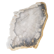 Versteinerte Holz-Designlampe – Dual White LED – 2700K-6500K – #102