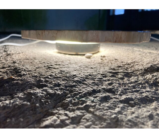 Versteinerte Holz Designlampe mit Dual-White LED-Technik – 2700K (Warmweiß) & 6500K (Tageslichtweiß) – Modell Nr. 104 – Energieeffiziente Stehlampe für stilvolle Innenräume
