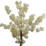 Bloesemboom | 180 cm | Wit