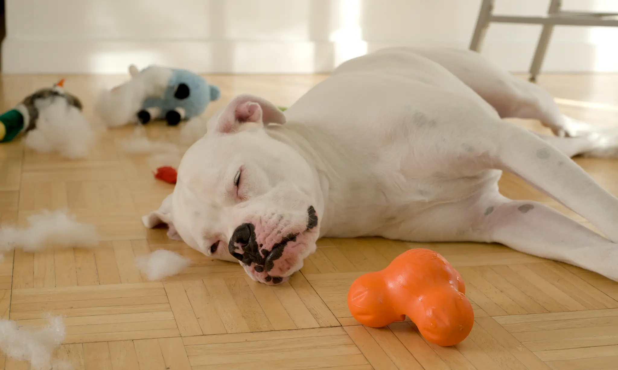 Onverwoestbaar Hondenspeelgoed