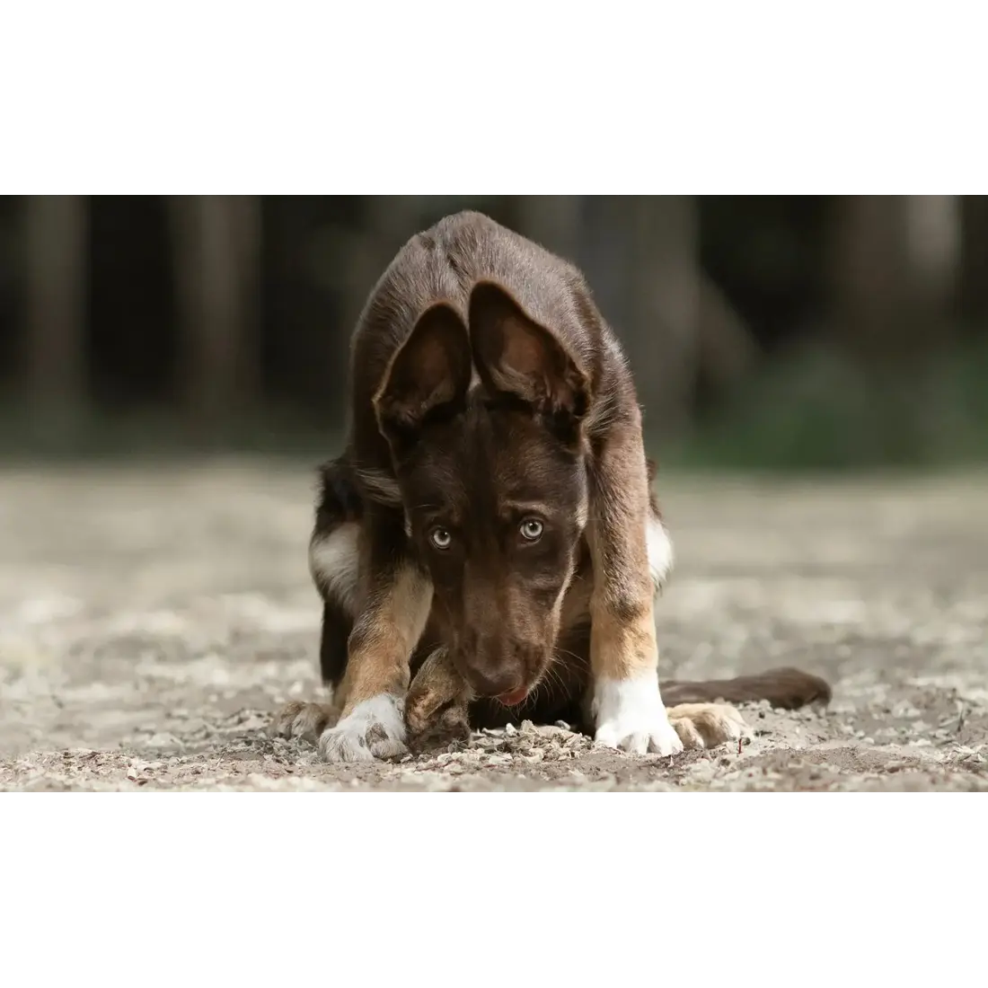 Hokuō® Extra Konijnenoren met Haar