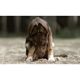 Hokuō® Extra Konijnenoren met Haar