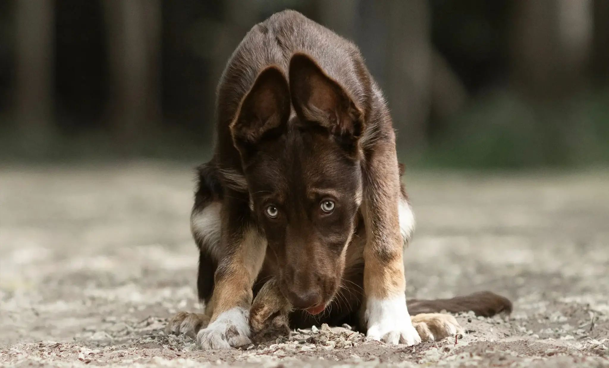 Hokuō® Extra Konijnenoren met Haar