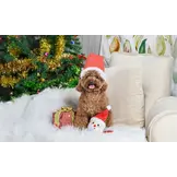 HugSmart Happy Woofmas – Santa Ball