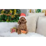 HugSmart Happy Woofmas – Reindeer Ball