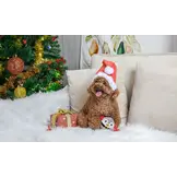 HugSmart Happy Woofmas – Penguin Ball