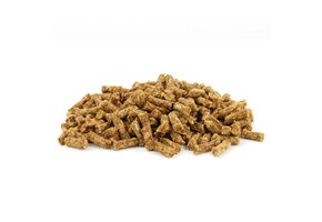 Bloom Trainers Horse